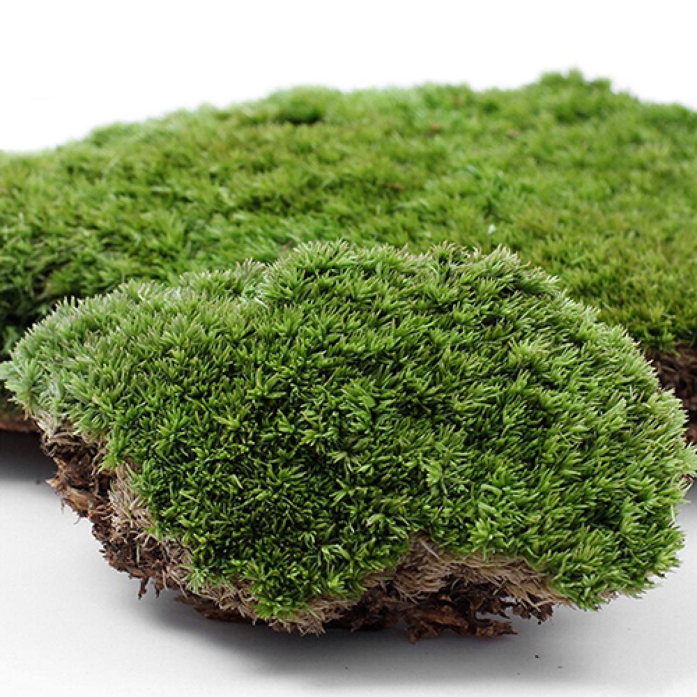 Kunstgroen Gras Mos Plant Orna - Terrarium Moss Art recensie en prijs