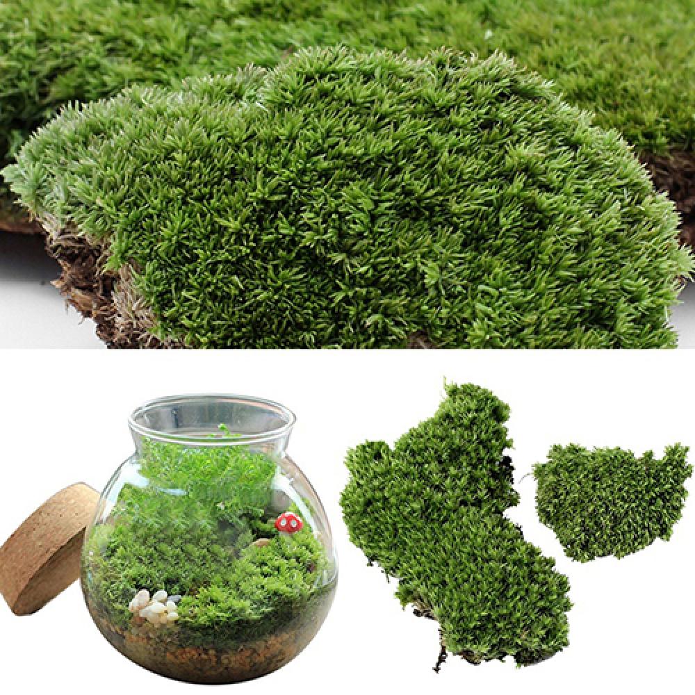Kunstgroen Gras Mos Plant Orna - Terrarium Moss Art recensie en prijs