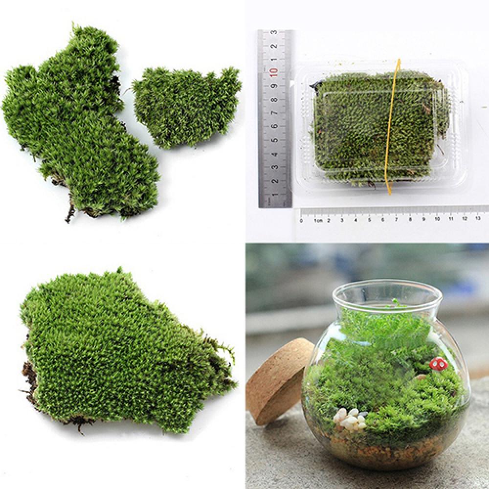 Kunstgroen Gras Mos Plant Orna - Terrarium Moss Art recensie en prijs