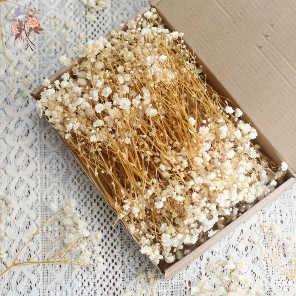 100 stuks Mini Gedroogde Baby' - Resin Craft Ideas recensie en prijs